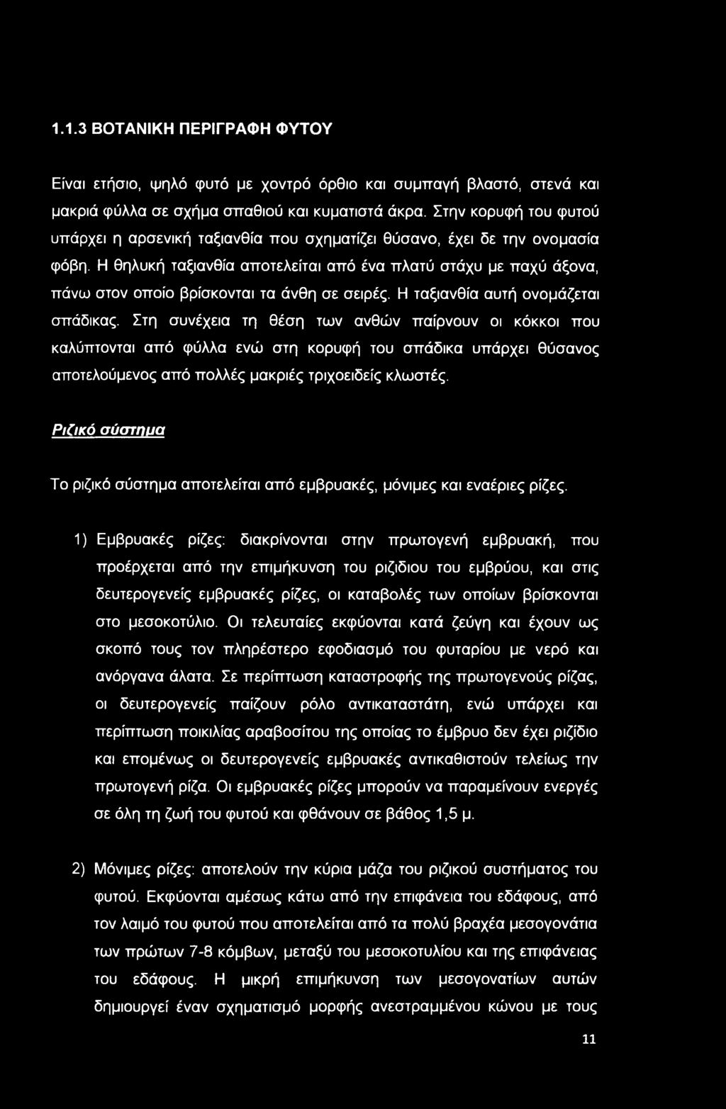 Η θηλυκή ταξιανθία αποτελείται από ένα πλατύ στάχυ με παχύ άξονα, πάνω στον οποίο βρίσκονται τα άνθη σε σειρές. Η ταξιανθία αυτή ονομάζεται σπάδικας.