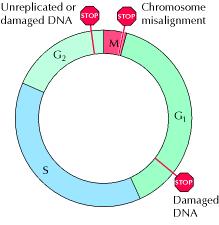 Σημεία ελέγχου του κυτταρικού κύκλου Μη αντιγραμμένο ή κατεστραμμένο DNA