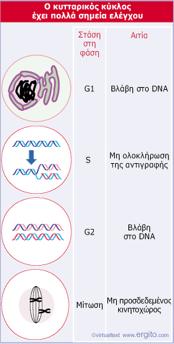 Ο κυτταρικός κύκλος μπορεί να διακοπεί στα