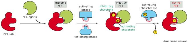 H ενεργοποίηση του MPF γίνεται μέσω διαδοχικών δράσεων πρωτεϊνικών κινασών και πρωτεϊνικών φωσφατασών Ανενεργός MPF ενεργοποιητική κινάση ανασταλτική φωσφατάση
