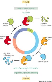 Η ενεργότητα των Cd κινασών ρυθμίζεται από την αποδόμηση των κυκλινών Φάση Μ ενεργοποίηση του μηχανισμού της μίτωσης Ενεργός MPF μιτωτική κυκλίνη αποικοδόμηση μιτωτικής κυκλίνης