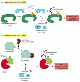 Το σύμπλοκο APC πυροδοτεί τόσο την αποικοδόμηση των κυκλινών όσο και το διαχωρισμό των αδελφών χρωματίδων Ρύθμιση της πρωτεόλυσης από τον SCF ενεργός SCF αλυσίδα