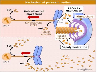 Αποπολυμερισμός των μικροσωληνίσκων κατά τον διαχωρισμό των αδελφών χρωματίδων στην ανάφαση ΜΗΧΑΝΙΣΜΟΣ ΤΗΣ ΚΙΝΗΣΗΣ ΠΡΟΣ ΤΟΥΣ ΠΟΛΟΥΣ έξω ΠΟΛΟΣ Κίνηση προς