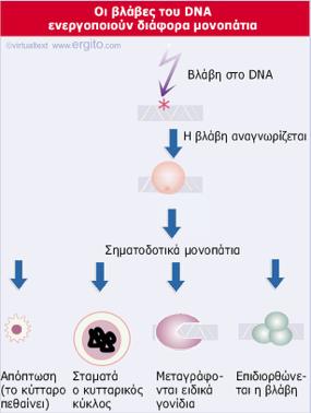 Το DNA