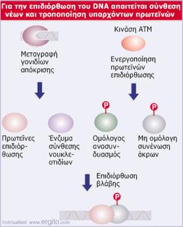 Η επιδιόρθωση των βλαβών του DNA απαιτεί είτε τη