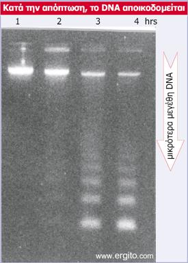 Αποδόμηση του DNA