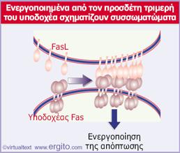 Η αλληλεπίδραση της