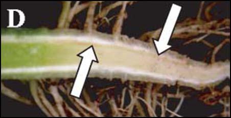 Τα κύρια συμπτώματα της ασθένειας που προκαλεί ο μύκητας εμφανίζονται με τη μορφή χλωρώσεων, νεκρώσεων και μαράνσεων των