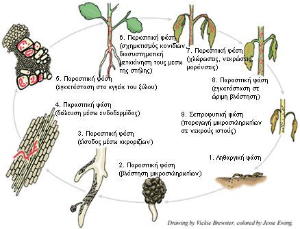 Σε νεαρά φυτά (π.χ. πατάτας) ο μύκητας μπορεί να προκαλέσει την άμεση νέκρωση τους, ενώ σε ώριμα φυτά να προκαλέσει νανισμό και καστανό μεταχρωματισμό στους αγγειακούς τους ιστούς (Εικ. 1.1D).