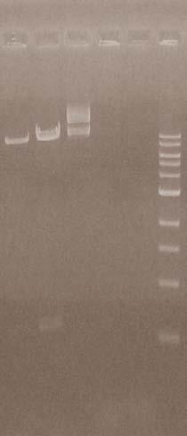 1 Ενίσχυση του γονιδίου VdNEP και κλωνοποίηση του στον φορέα ptrv Το γονίδιο της πρωτεΐνης VdNEP ενισχύθηκε με μια αντίδραση PCR με τους εκκινητές που περιγράφονται παραπάνω (Πίνακας 2.