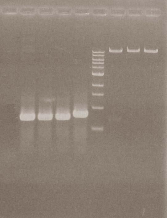 Ακολούθησε αντίδραση ενίσχυσης με PCR του γονιδίου VdNEP ώστε να επιβεβαιωθεί ότι ο κλώνος 5.21 φέρει την ένθεση VdNEP. Χρησιμοποιήθηκαν εκ νέου οι εκκινητές που περιγράφονται παραπάνω (Πίν. 2.
