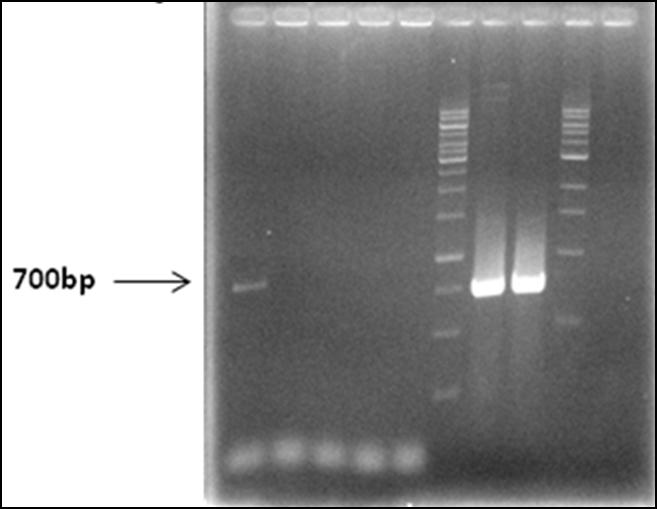 1 2 3 4 5 7 8 Εικόνα 3.4: Έλεγχος εισαγωγής του κλώνου ptrv2 - VdNEP στο Agrobacterium tumefaciens. Διαδρομές 1-5, αποικίες A.
