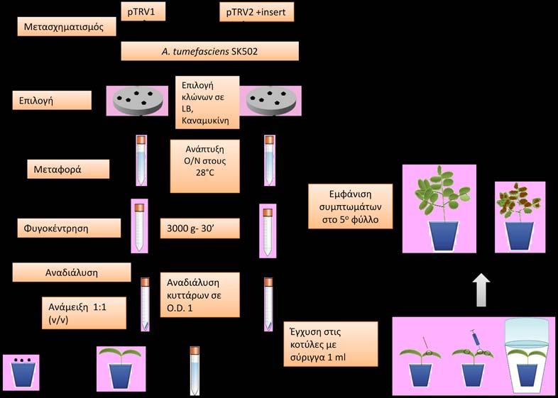 3.1.3 Έκφραση της πρωτεΐνης VdNEP σε φυτά τομάτας Σε σύνοψη, η παρακάτω σχηματική αναπαράσταση απεικονίζει τη διαδικασία εμβολιασμού του μετασχηματισμένου, με τον κλώνο ptrv - VdNEP, A.
