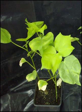 7: (Α), Η εξέλιξη της ασθένειας φυτών βαμβακιού μολυσμένα με το υπερεκφράζον