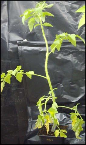 του μύκητα V. dahliae. Η γραφική παράσταση απεικονίζει το μέσο ποσοστό ασθένειας των φυτών τομάτας, 7-28 ημέρες μετά τη μόλυνση (η.μ.μ.) με το μύκητα.