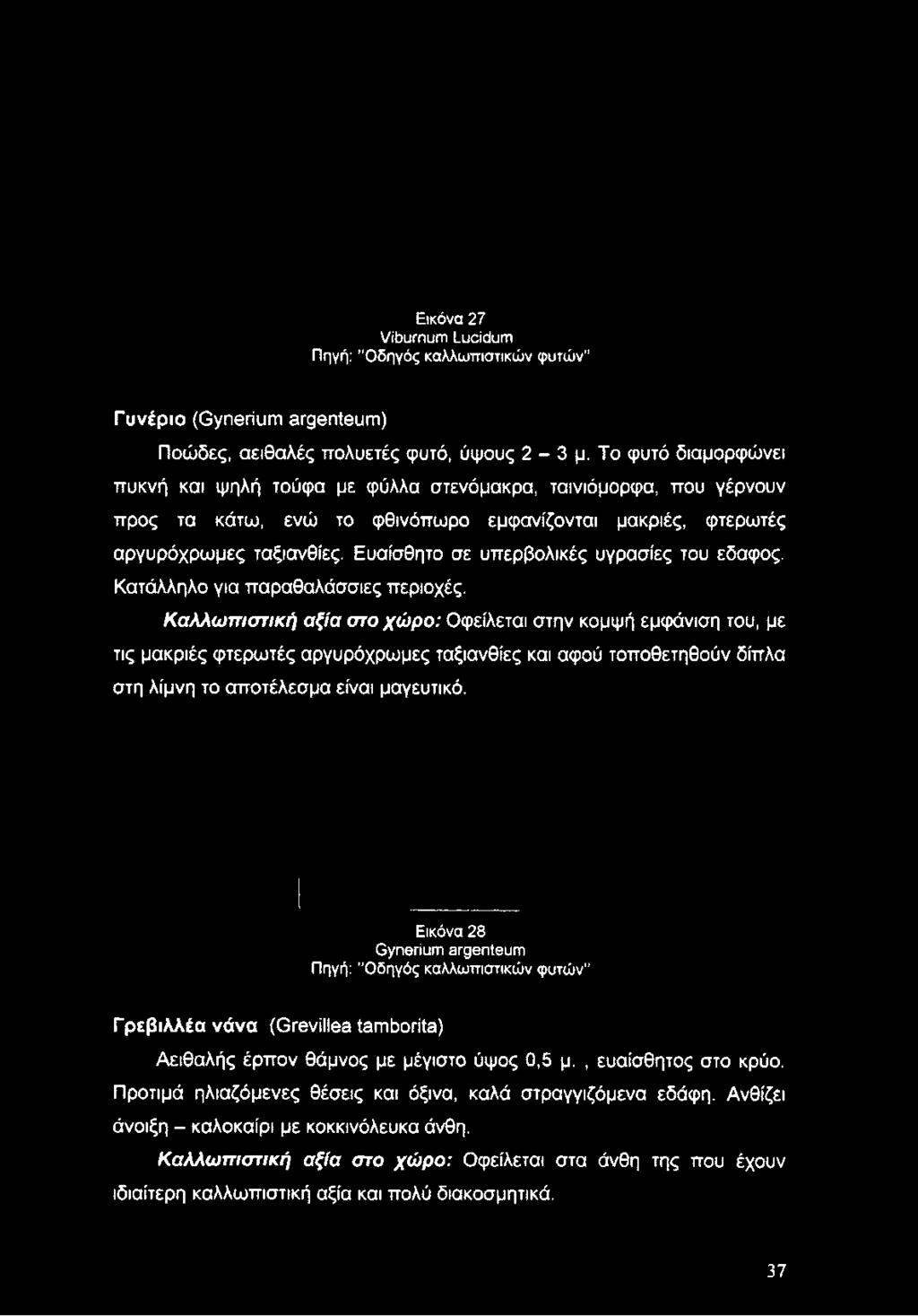 Το φυτό διαμορφώνει πυκνή και ψηλή τούφα με φύλλα στενόμακρα, ταινιόμορφα, που γέρνουν προς τα κάτω, ενώ το φθινόπωρο