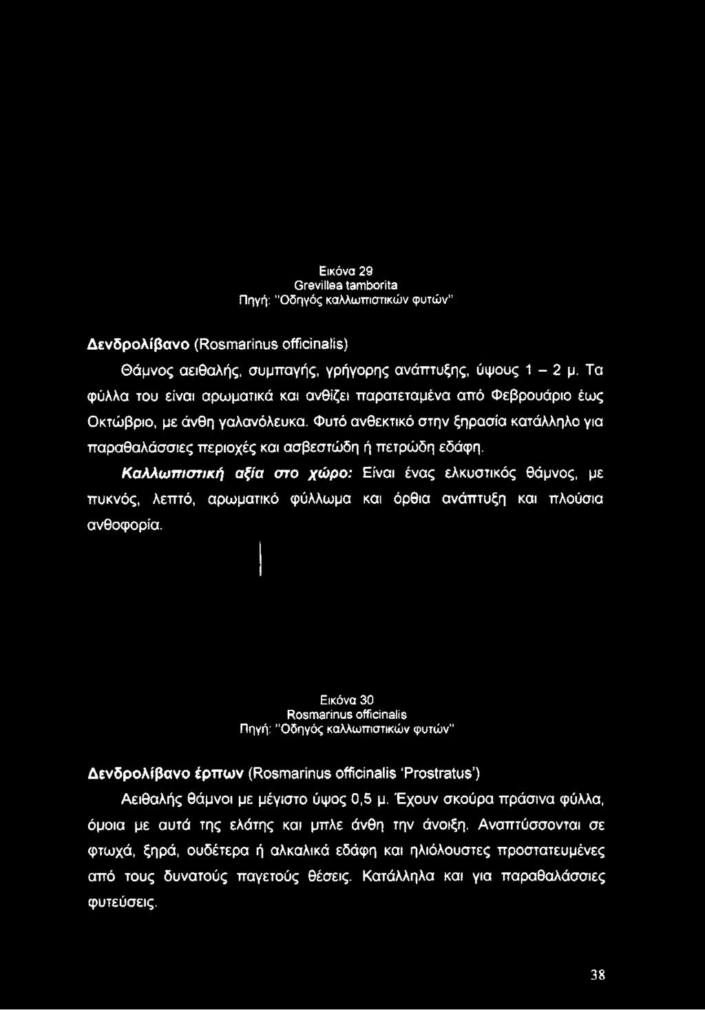 Τα φύλλα του είναι αρωματικά και ανθίζει παρατεταμένα από Φεβρουάριο έως Οκτώβριο, με άνθη γαλανόλευκα.