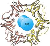 ZGRADBA PROTEINOV SILE, KI STABILIZIRAJO 3D ZGRADBO PROTEINOV PEPTIDNA VEZ α-heliks β-nagubana RAVNINA β-obrat STRUKTURNI MOTIVI STABILNOST PROTEINOV KVARTARNA ZGRADBA PROTEINOV ENA ALI VEČ