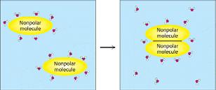 interakcij med vodo in stranskimi skupinami polipeptidne verige entropija vodnih molekul je zmanjšana Zato se proteinska veriga zvije ("folding") tako, da skrije nepolarne stranske skupine v