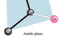 amidna ravnina α-ogljik stranska skupina amidna ravnina Nekatere kombinacije kotov se zaradi