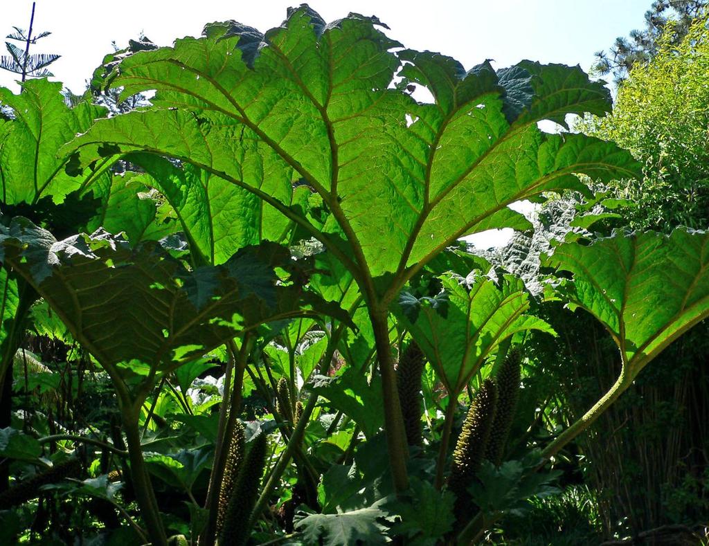 Gunnera