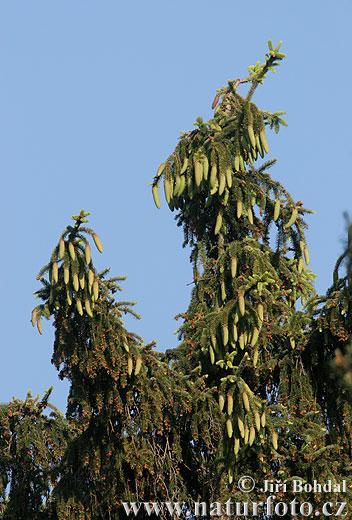 Κωνοφόρα Picea