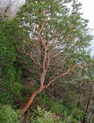 Arbutus