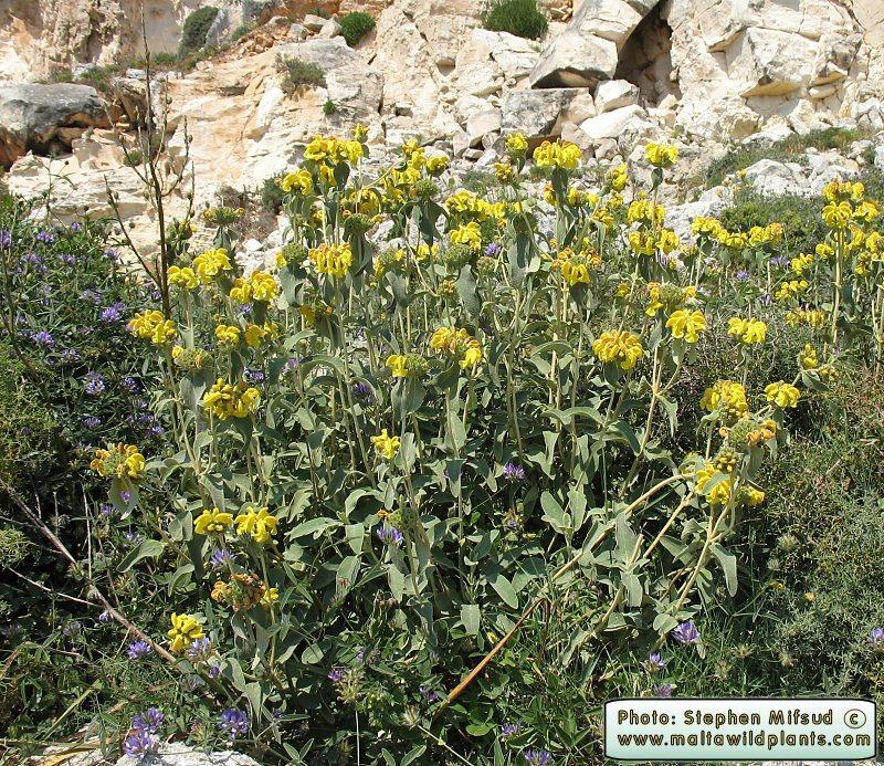 Phlomis