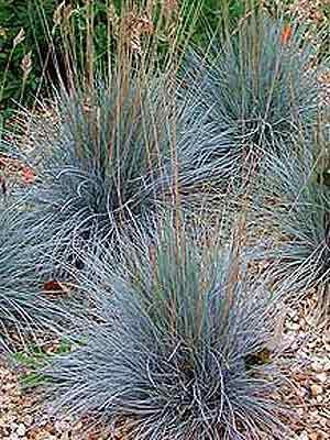 Festuca