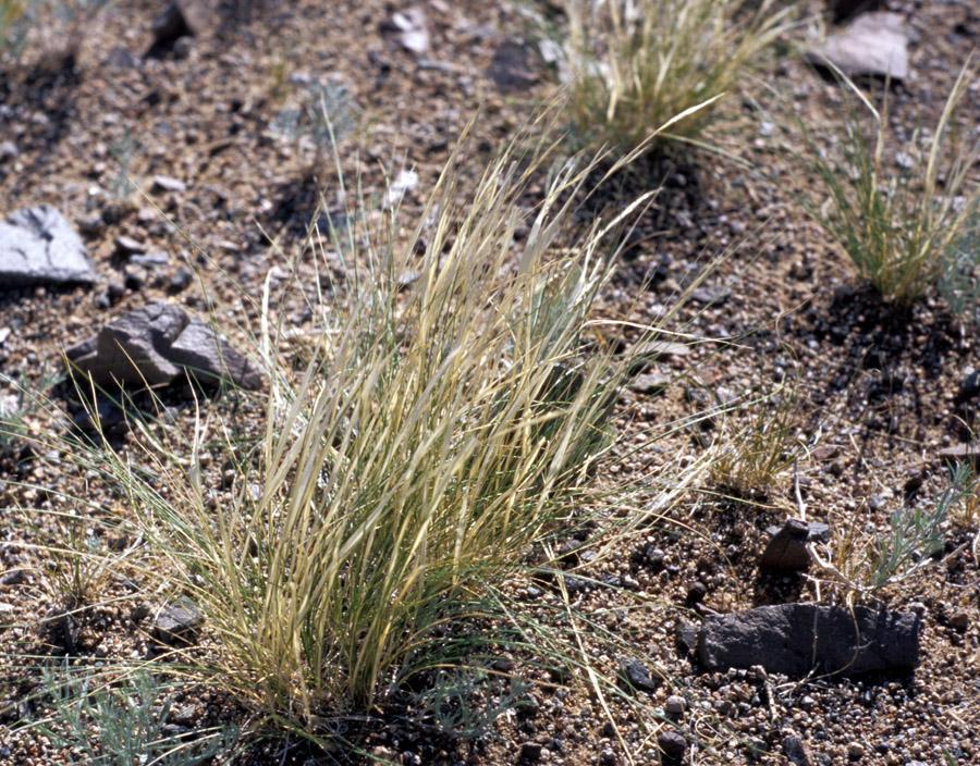 Stipa