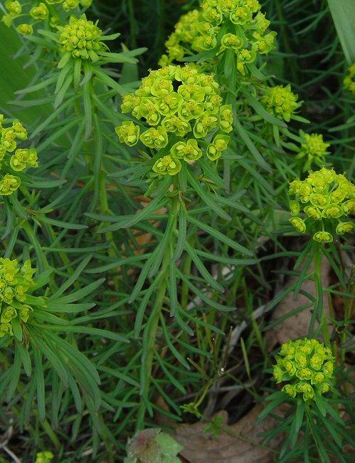 Euphorbia Παλαιοτροπικό Τροπικές και υποτροπικές περιοχές του παλαιού κόσμου. Πλουσιότερο σε είδη χλωριδικό βασίλειο.