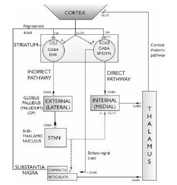 Νευρωνικά κυκλώματα βασικών γαγγλίων κατά πάσα πιθανότητα.