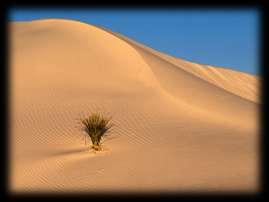 Παρόλο που η λέξη έρημος φέρνει στο μυαλό μας τεράστιες εκτάσεις άμμου χωρίς ζωή.