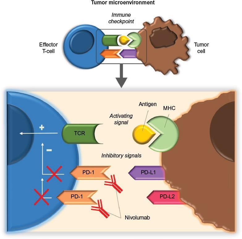 Mηχανισμός δράσης Nivolumab