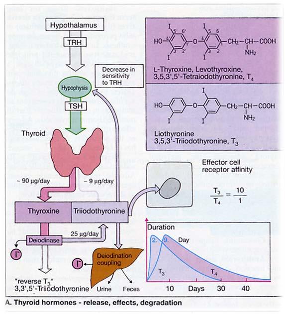 Lullmann H, Mohr K, Ziegler A, Bieger D. Color Atlas of Pharmacology (1993).