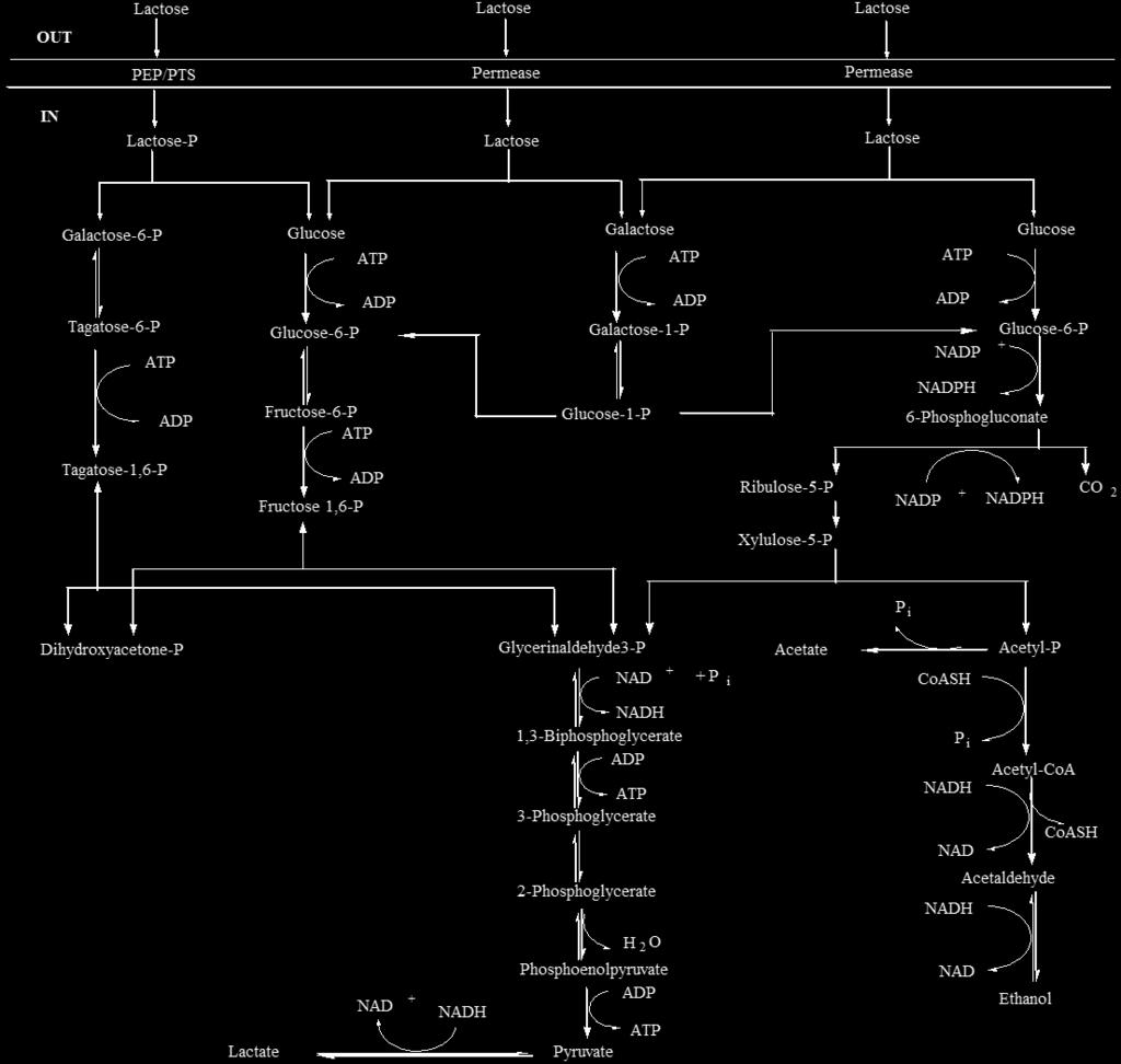 Καταβολισμός λακτόζης Σχηματική