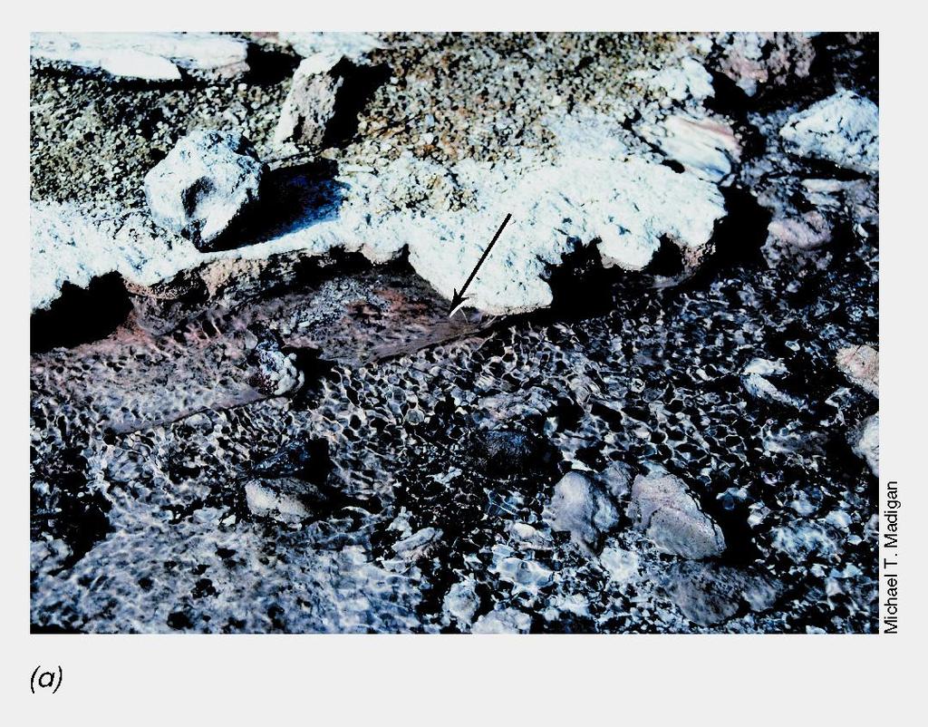 ΥΠΕΡΘΕΡΜΟΦΙΛΑ ΒΑΚΤΗΡΙΑ(3) Εικόνα 12.104: Thermocrinus.