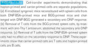 Hapten-primed B cells Carrier-primed B cells Carrier-primed T cells Hapten-primed B cells Hapten-primed T cells Carrier-primed B cells Carrier-primed T cells Hapten-primed B cells Carrier-primed B
