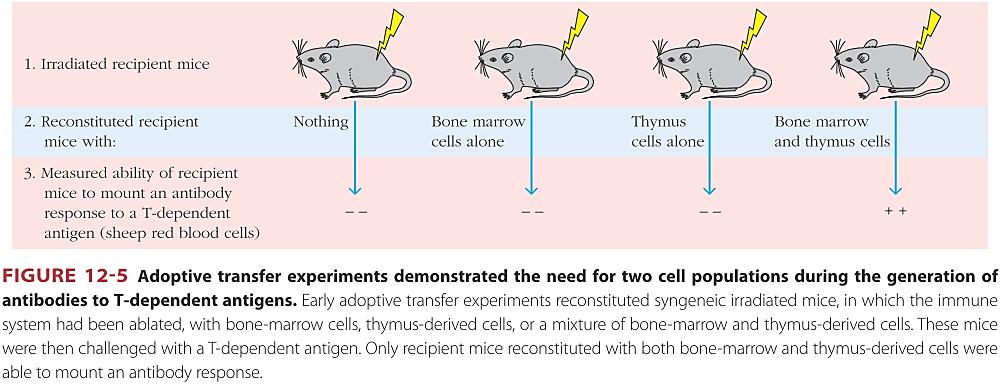 Хуморален одговор in vivo Aнтиген од крвта слезенка Антиген од ткивните простори лимфни јазли In response