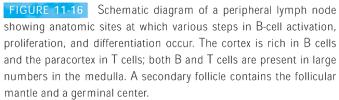 The B cell still also expresses CXCR5, which binds CXCL13, expressed by FDCs in the B-cell follicles.