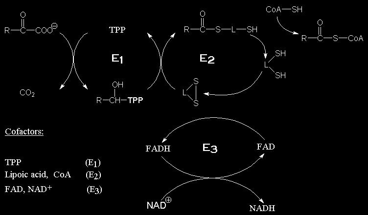 Βιταμίνη Β 1 Αποτελεί συνένζυμο (πυροφωσφορική θειαμίνη: ΤΡΡ) απαραίτητο για την οξειδωτική αποκαρβοξυλίωση Εδώ το παράδειγμα με το πολυενζυμικό σύμπλεγμα της αφυδρογονάσης
