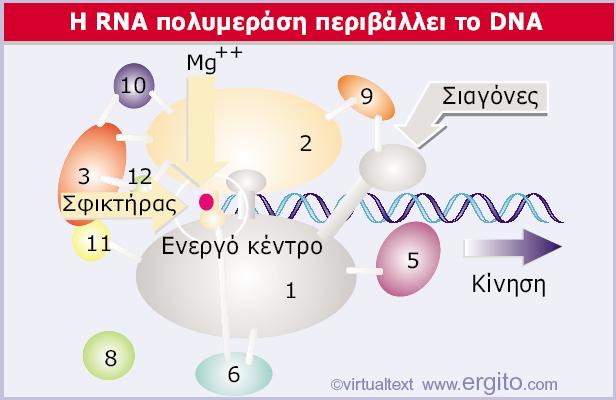 RNA πολυμεράση στους ευκαρυωτικούς ΗθέσηδέκαυπομονάδωντηςRNA