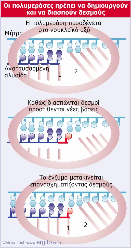 εσμοί DNA, RNA και RNA πολυμεράσης Η μετακίνηση μιας πολυμεράσης νουκλεϊκών οξέων απαιτεί ρήξη και επανασύνδεση δεσμών με νουκλεοτίδια που καταλαμβάνουν σταθερές θέσεις