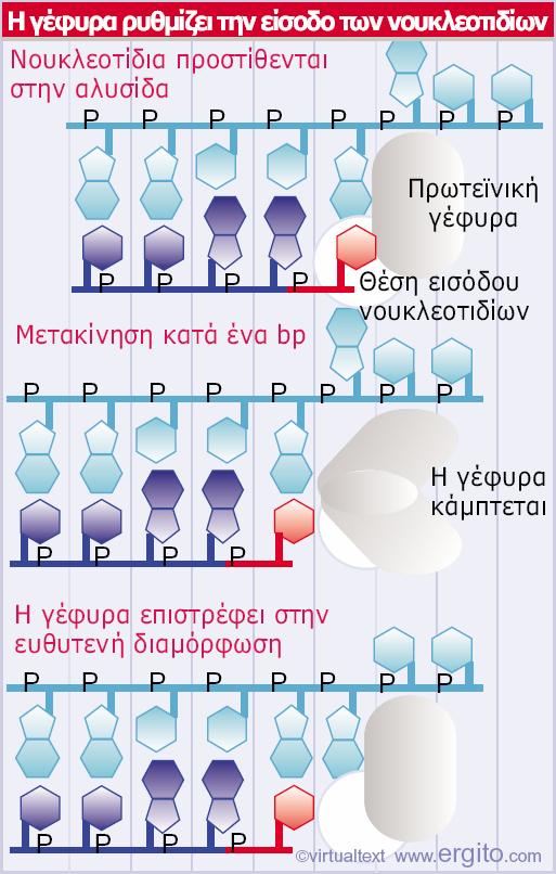 Οκύκλοςεπιμήκυνσηςτης RNA πολυμεράσης (βακτηριακής και ευκαρυωτικής) αρχίζει με την πρωτεϊνική γέφυρα σε ευθυτενή διάταξη, δίπλα στη θέση εισόδου των νουκλεοτιδίων.