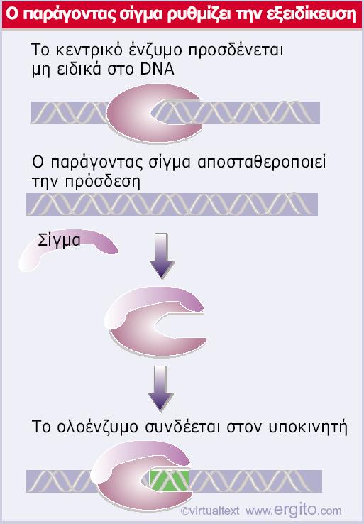 Παράγων σ Το κεντρικό ένζυμο προσδένεται αδιακρίτως σε οποιαδήποτε αλληλουχία DNA.