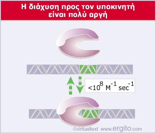 Η κινητική σταθερά πρόσδεσης της RNA πολυμεράσης στους υποκινητές, όπως
