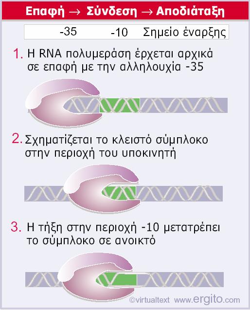 Ηαλληλουχία-35 χρησιμοποιείται για την αρχική αναγνώριση του υποκινητή.