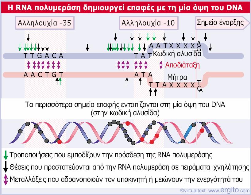 Η μία όψη του υποκινητή περιέχει τα