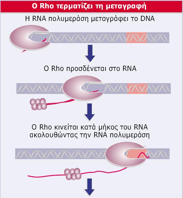 Ο παράγοντας Rho «καταδιώκει» την RNA