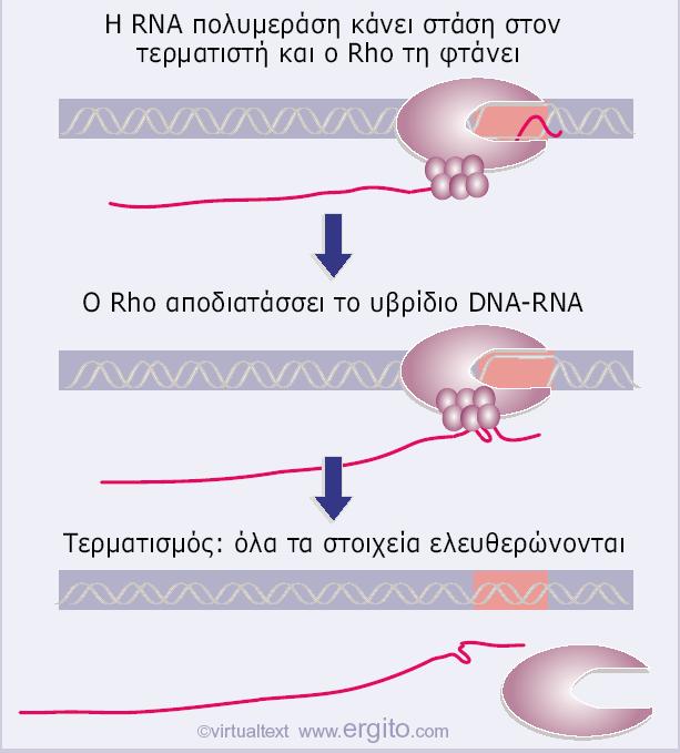 προκαλέσει τερματισμό όταν προλάβει το